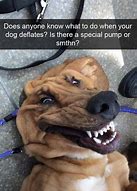 Image result for Laughing Dog Meme
