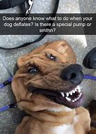 Image result for Facebook Dog Meme