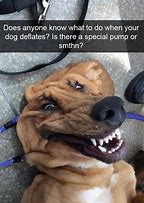 Image result for WoW Amazing Meme Dog