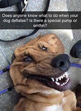 Image result for Puppy Memes