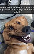 Image result for Funny Looking Dog Meme