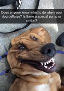 Image result for Dog Meme My Name Is Stop That