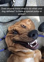Image result for Profile Funny Dog Memes