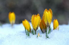 Image result for Winter/Spring Flowers