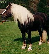 Image result for Black Forest Horse
