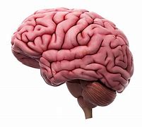 Image result for Real Life Human Brain