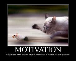 Image result for Motivational Poster for Elementary School Cat