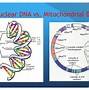 Image result for DNA Mitokondria