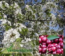 Image result for Prunus avium Bigarreau van Zepperen