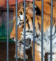 Image result for Tiger Cage Zoo
