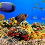 Image result for One Fish Wallpaper