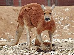 Kangaroo Icon 的图像结果