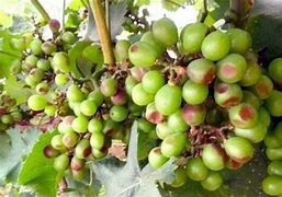 Image result for Grapes sunburn