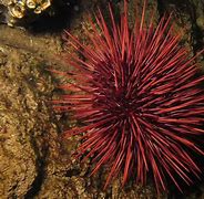 Image result for Red Sea Urchin