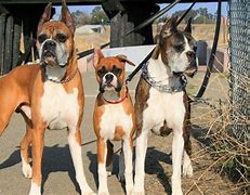 Image result for Types of Boxer Dogs