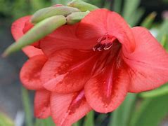 Image result for Gladiolus flanaganii
