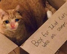 Image result for Crying Cat Meme Brain