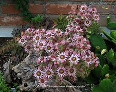 Image result for Sempervivum Director Jacobs