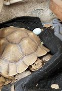 Image result for Pete and Repete Tortoise