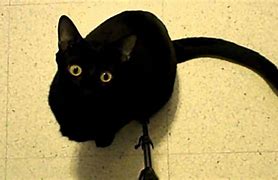 Image result for Black Cartoon Cat Staring into the Distance