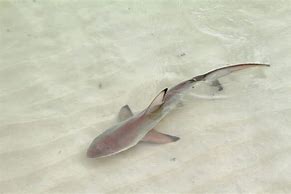 Image result for Smallest Shark