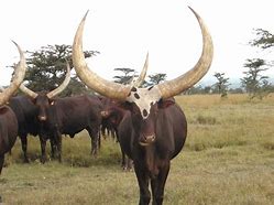 Image result for African Cow Horns