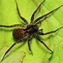 Image result for Biggest Spider in Michigan