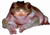 Image result for Real Frog Memes