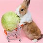 Image result for Bunny Rabbit Eating Carrot