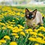 Image result for Cute Fluffy Kittens with Flowers