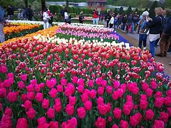 Image result for World's Largest Flower Garden Keukenhof