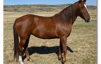 Image result for Morgan Horse