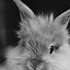 Image result for Cute Bunny Wallpaper iPhone