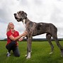Image result for World's Largest Dog Great Dane