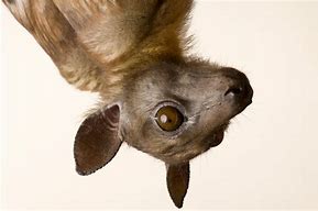 Image result for Straw-Coloured Fruit Bat