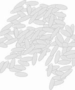 Image result for A Grain of Rice Cartoon