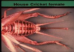 Image result for Crickets Under House