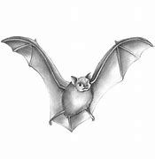 Image result for How to Draw a Bat with a Pencil