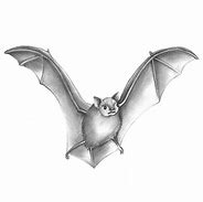 Image result for Bat Pencil Art