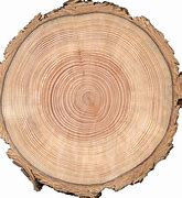 Image result for Wood Cross Section Clip Art