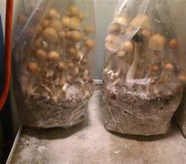 Image result for Fruiting Bags