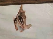 Image result for Butterfly Bat