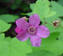 Image result for Maine Native Plants