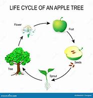 Image result for Apple Tree Life Cycle