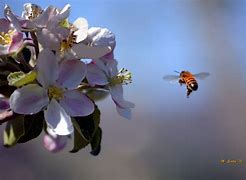 Image result for Apple-Picking Bees