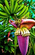 Image result for Banana Flower Vegetable