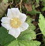 Image result for Raspberry Thimbleberry