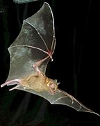 Image result for Jamaican Fruit Bat