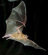 Image result for Fruit Bat Flapping
