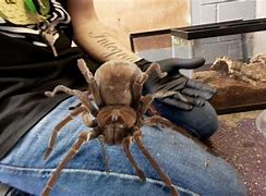 Image result for Biggest Spider in the World Compared to Human